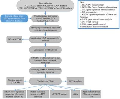 CD86 Molecule Might Be a Novel Immune-Related Prognostic Biomarker for Patients With Bladder Cancer by Bioinformatics and Experimental Assays